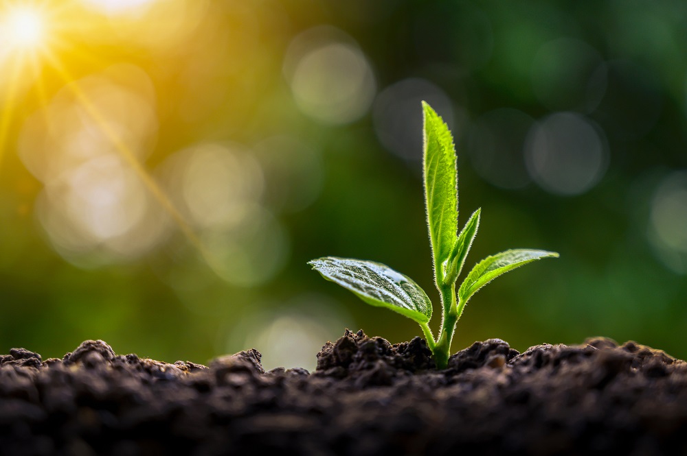 Planting seedlings young plant in the morning light on nature background