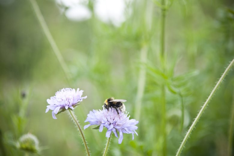 biodiversity